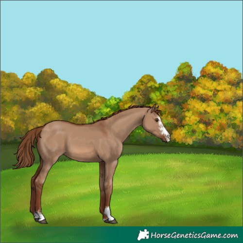 Horse Color:Red Dun Sabino 