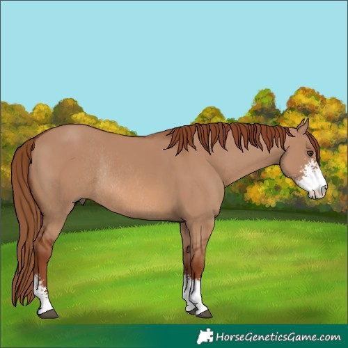 Horse Color:Red Dun Sabino Rabicano 
