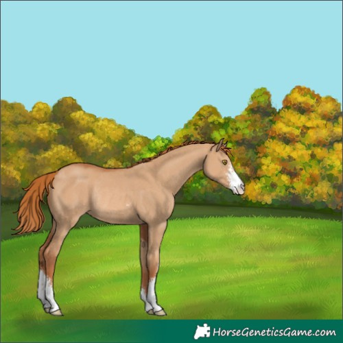 Horse Color:Red Dun Sabino Rabicano 