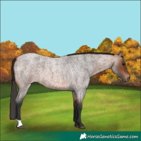 Horse Color:Bay Roan
