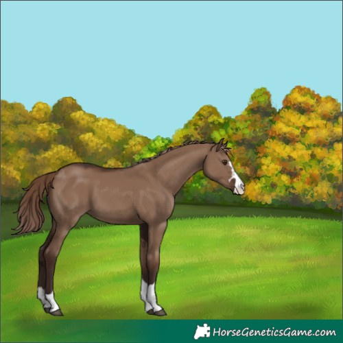 Horse Color:Liver Red Dun 