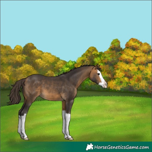 Horse Color:Buckskin Splash 