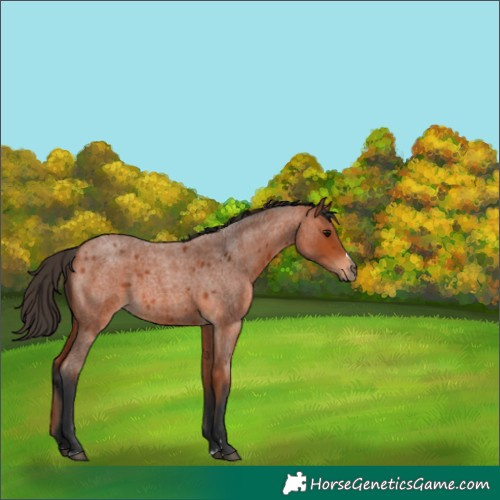 Horse Color:Bay Roan 