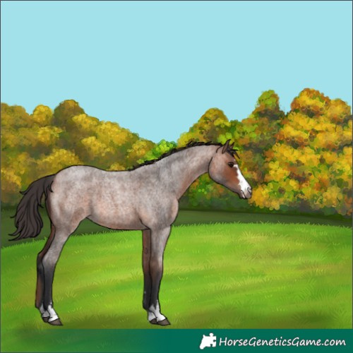 Horse Color:Bay Roan 