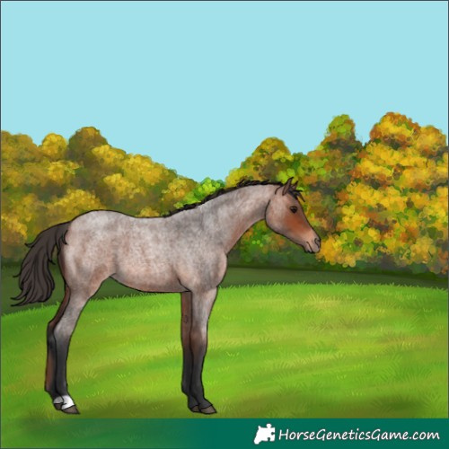 Horse Color:Bay Roan 