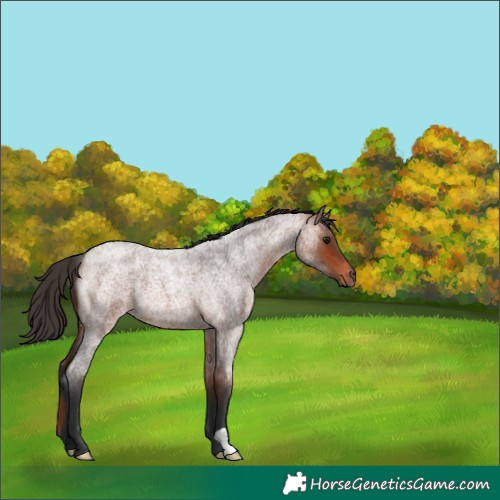 Horse Color:Bay Roan 