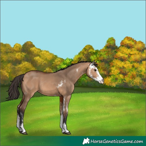 Horse Color:Bay Dun Sabino Rabicano 