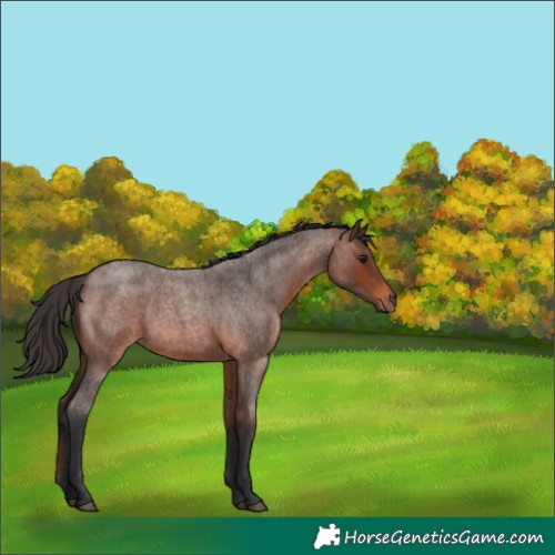 Horse Color:Brown Roan 