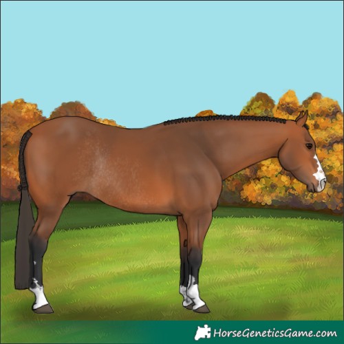 Horse Color:Bay Rabicano 