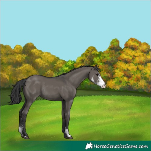 Horse Color:Grullo Sabino Rabicano 
