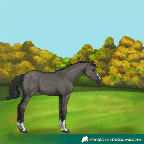 Horse Color:Grullo 
