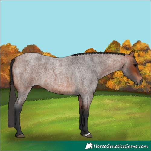 Horse Color:Bay Roan 