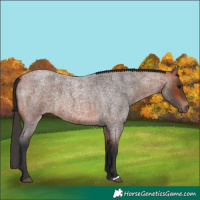 Horse Color:Bay Roan 