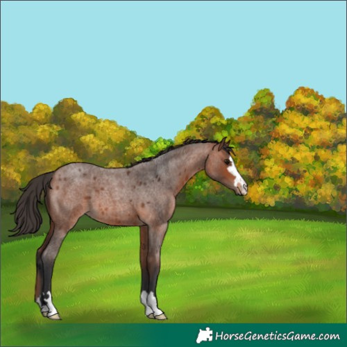 Horse Color:Bay Roan 