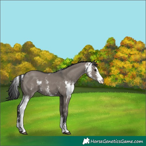 Horse Color:Grullo Sabino 