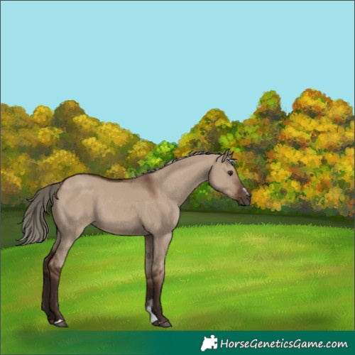 Horse Color:Liver Red Dun Sabino Rabicano 