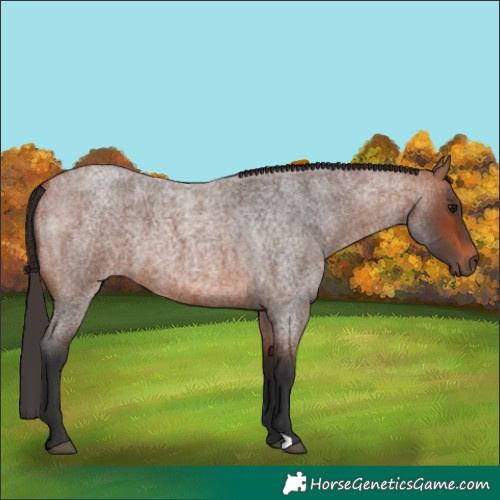 Horse Color:Bay Roan 