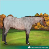 Horse Color:Bay Roan