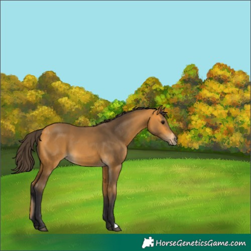 Horse Color:Buckskin 