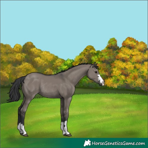 Horse Color:Grullo Rabicano 