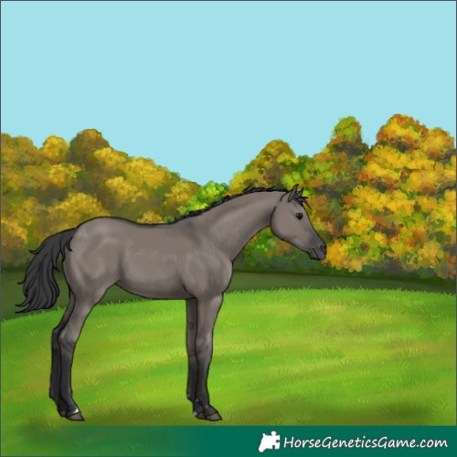 Horse Color:Grullo Rabicano 