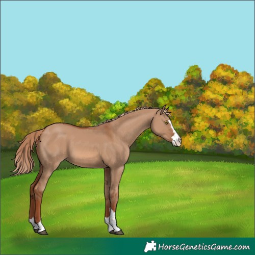 Horse Color:Red Dun 