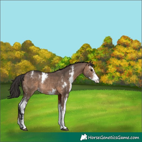 Horse Color:Brown Dun Sabino Rabicano 