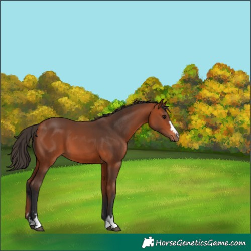 Horse Color:Bay 