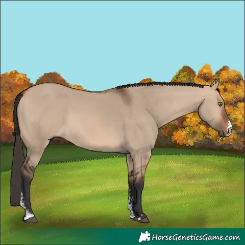 Horse Color:Bay Dun Sabino Rabicano 