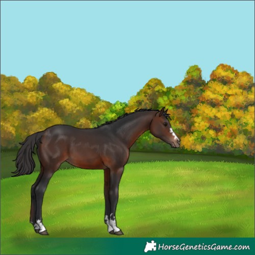 Horse Color:Brown 