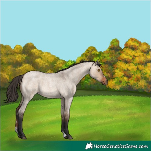 Horse Color:Bay Roan Dun Sabino Rabicano 