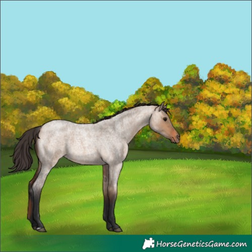 Horse Color:Bay Roan Dun 