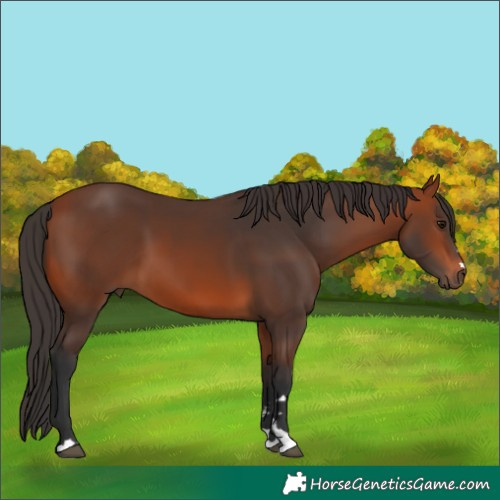 Horse Color:Bay 