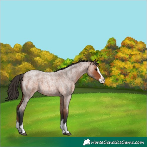 Horse Color:Bay Roan Splash 