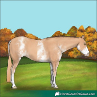 Horse Color:White Spotted Gold Champagne 