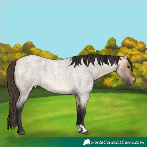 Horse Color:Buckskin Roan Dun 