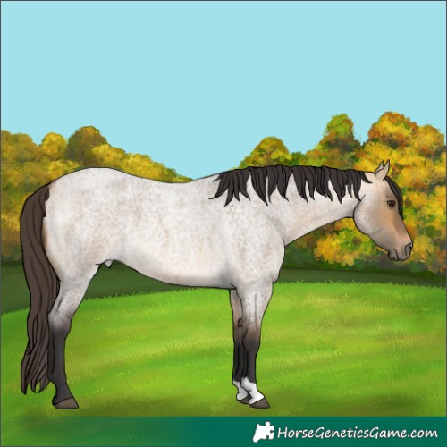 Horse Color:Buckskin Roan Dun 