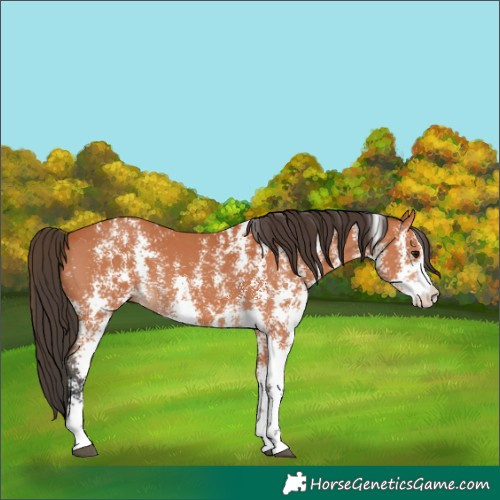 Horse Color:Bay Sabino 
