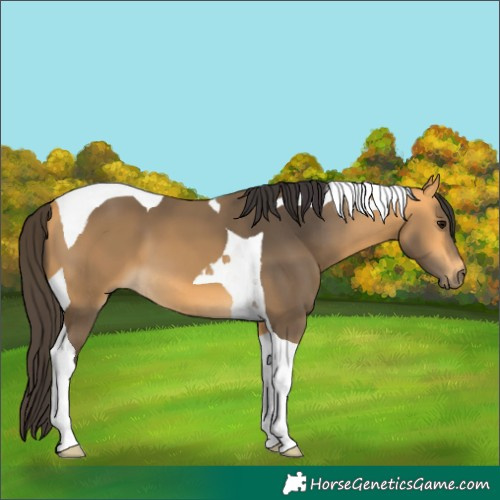 Horse Color:Buckskin Tobiano 