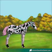Horse Color:Watercolor Black Ice Appaloosa