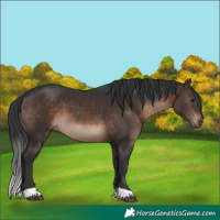 Horse Color:Brown 