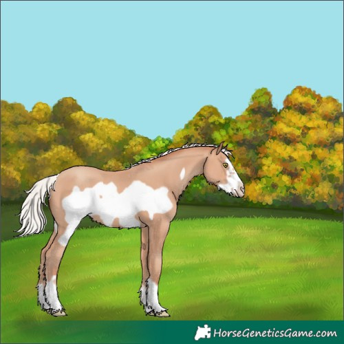 Horse Color:Silver Amber Champagne Frame 