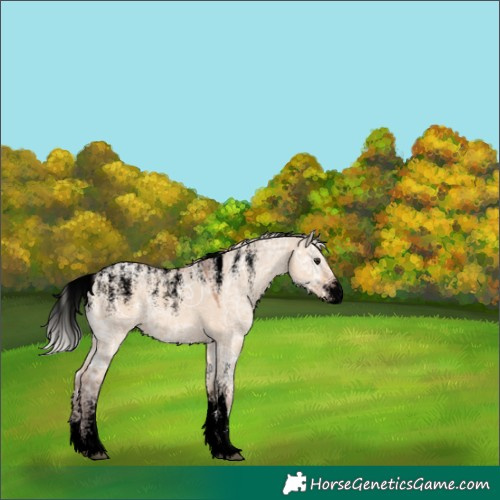 Horse Color:Powder White Void Silver Bay Ice Dun Rabicano 