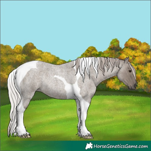 Horse Color:Silver Grullo Roan Tobiano Rabicano 