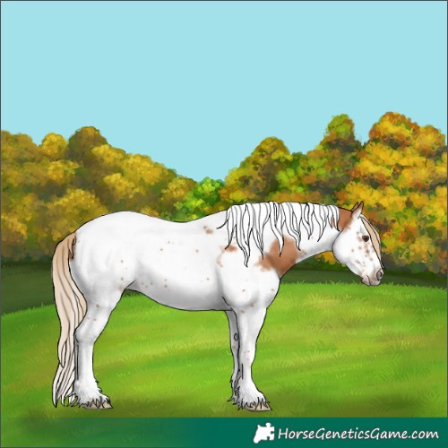 Horse Color:Chestnut Splash Tobiano Frame