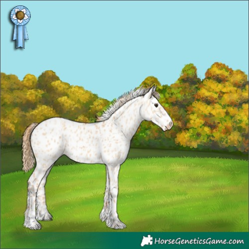 Horse Color:Red Dun Appaloosa  and Red Dun Appaloosa 