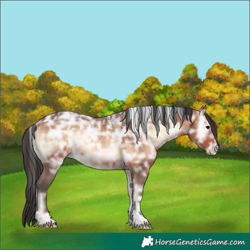 Horse Color:Powder White Bay Ice Onyx Rabicano 