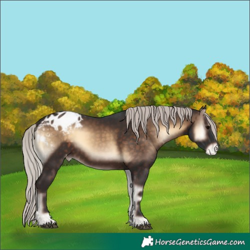 Horse Color:Silver Brown Onyx Blanket 