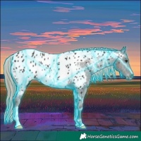 Horse Color:Thunderstruck Liver Chestnut Appaloosa 