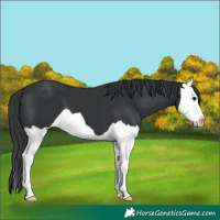 Horse Color:Black Splash